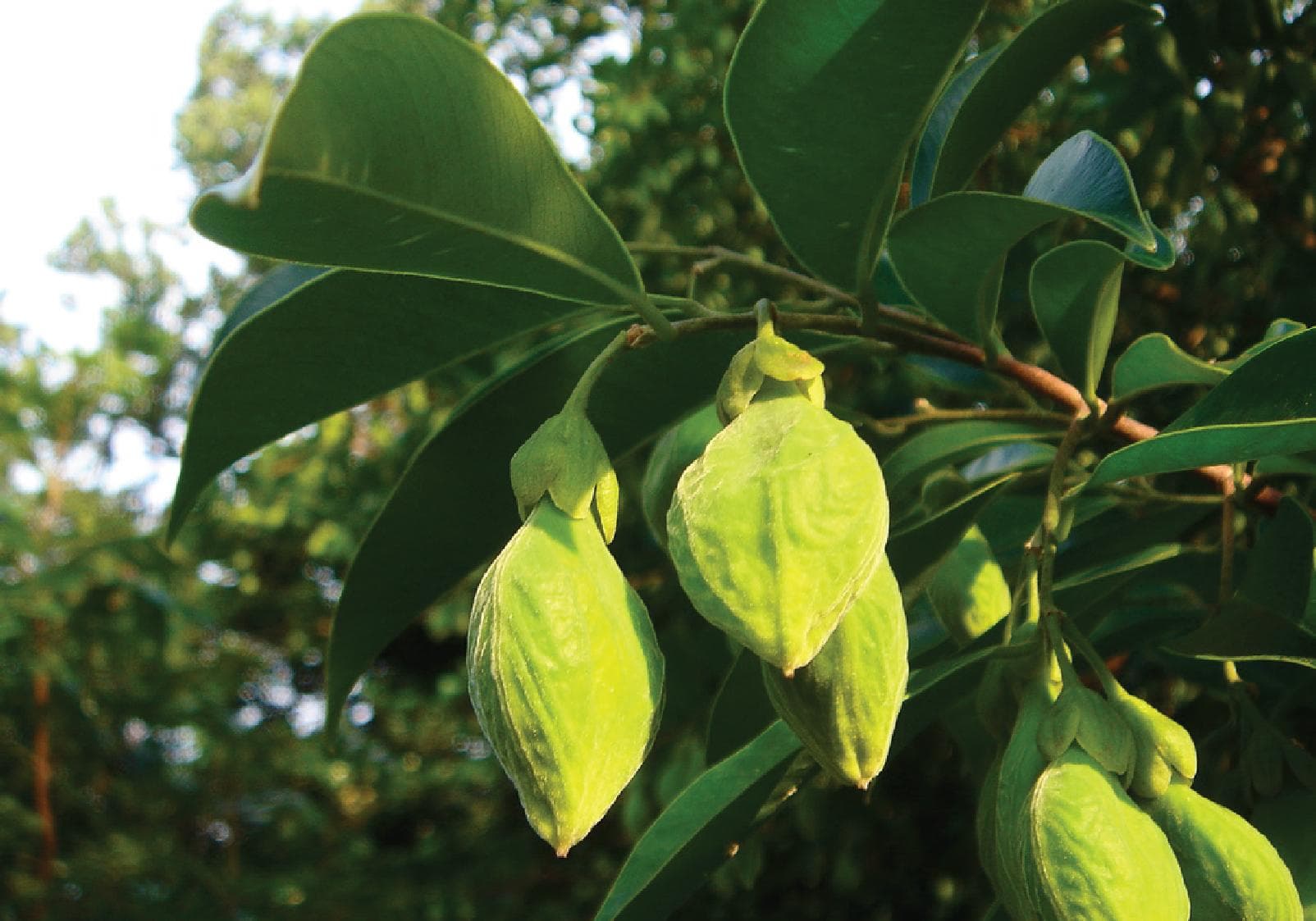 1. 种子 – 来自神圣自然的本源